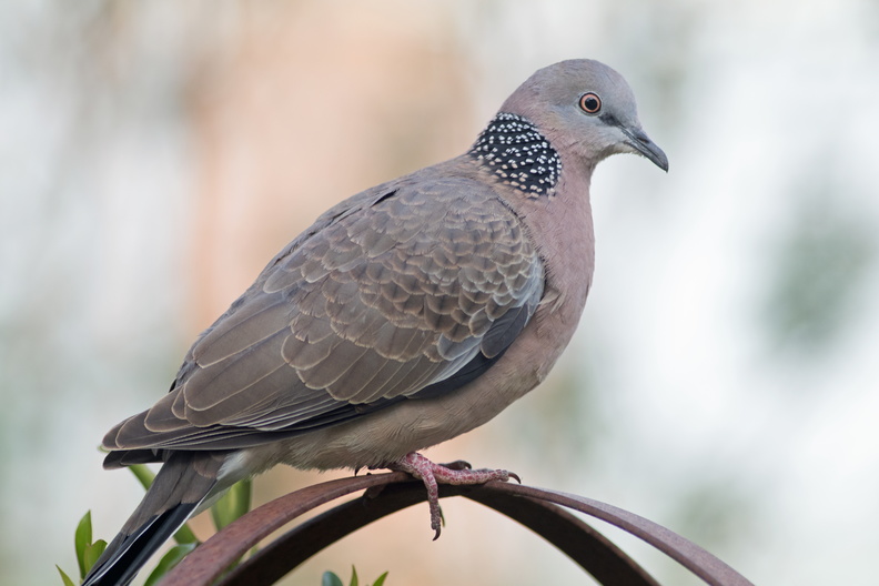 Spotted-Turtle-Dove-IMG_7789.jpg