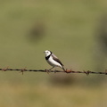 White-fronted-Chat-IMG_4504.jpg