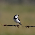 White-fronted-Chat-IMG 4533