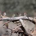 Red-Browed-Finch-IMG 4544