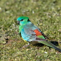 Red-Rumped-Parrot-IMG_4645.jpg