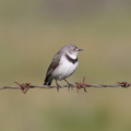 White-fronted-Chat-IMG 8087