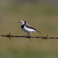 White-fronted-Chat-IMG 4531