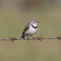 White-fronted-Chat-IMG 8069