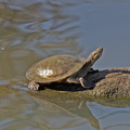 Turtle-IMG 4929