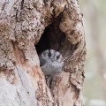Owlet-Nightjar-IMG_9152.jpg