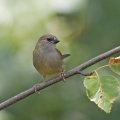 Red-browed-Finch-juv-IMG 1267