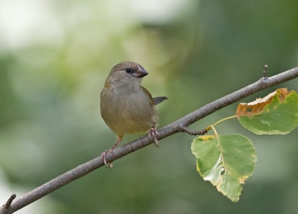 Red-browed-Finch-juv-IMG 1267