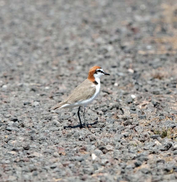 Red-capped-Plover-IMG 2125