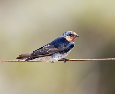Welcome-Swallow-IMG 2073