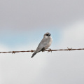 Black-faced-Woodswallow-IMG 2474