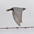 Black-faced-Woodswallow-IMG 2488