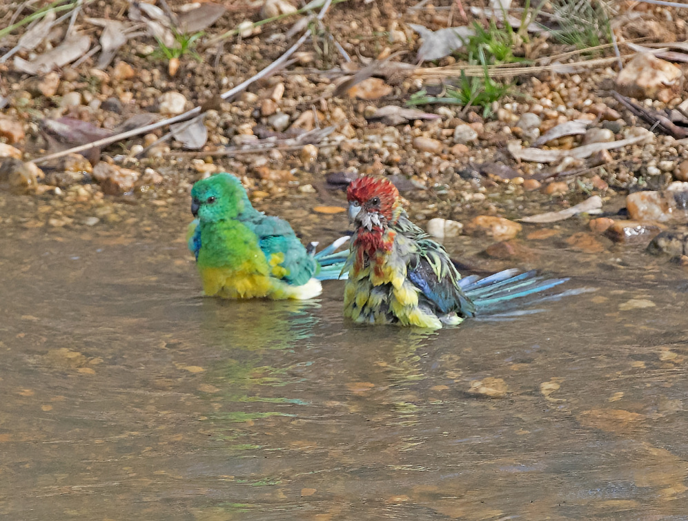 Parrots-bathing-IMG 2648
