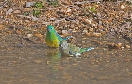 Red-rumped-Parrot-IMG 2601