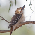 Kookaburra-IMG_2671.jpg