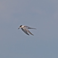 White-fronted-Tern-IMG 3884