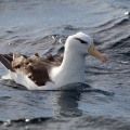 Black-browed-Albatross-IMG_3877.jpg