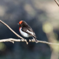 Red-capped-Robin-IMG 4427