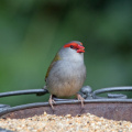 Red-Browed-Finch-IMG 7417