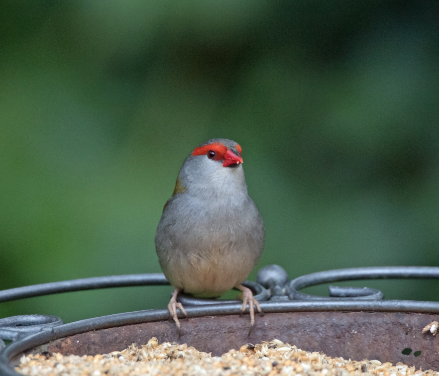 Red-browed-Finch-IMG 7433