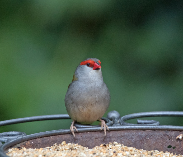Red-browed-Finch-IMG_7433.jpg