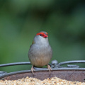 Red-browed-Finch-IMG 7433