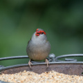 Red-browed-Finch-IMG 7437