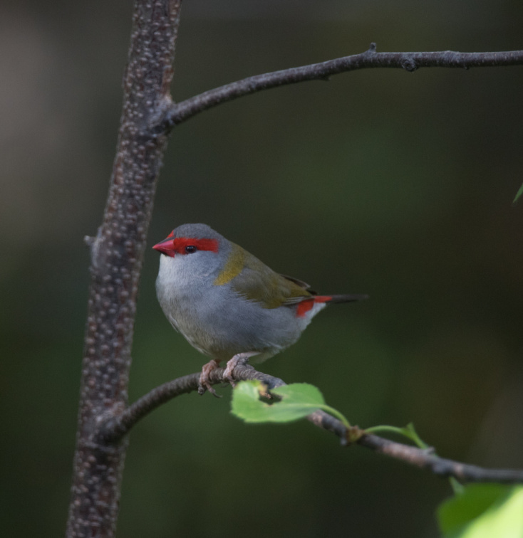 Red-browed-Finch-IMG 7447