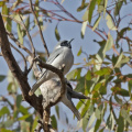 Masked-Woodswallow-IMG 7952