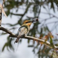 Rainbow-bee-eater-IMG 7894