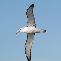 Albatross - Black-browed