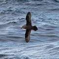 Great-winged-Petrel-IMG 3918