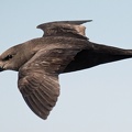 Great-winged-Petrel-IMG 4100