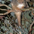 Ring-tailed-Possum-IMG 9239