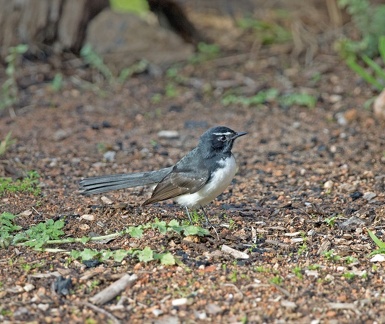Willie-Wagtail-IMG 0185