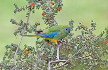 Turquoise-Parrot-IMG 9259