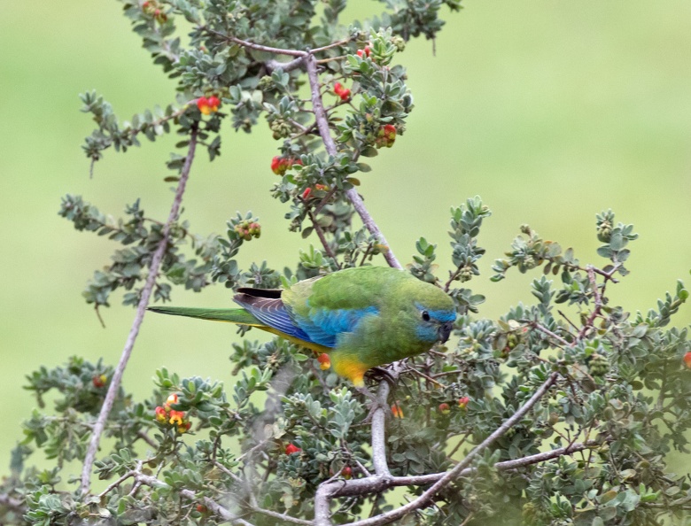 Turquoise-Parrot-IMG_9262.jpg