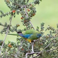 Turquoise-Parrot-IMG_9262.jpg