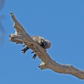 Dusky-Woodswallow-IMG_2215.jpg