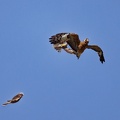 Square-tailed-Kite-attack-IMG 0085