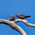 Dusky-Woodswallow-feed-young-IMG_1855_DxO.jpg