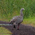 Cape-Barren-Goose-IMG 2831 DxO