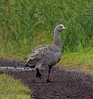 Cape-Barren-Goose-IMG 2831 DxO