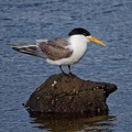 Crested-Tern-IMG 4030 DxO