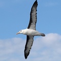Black-browed Albatross.jpeg