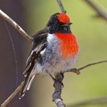 Red-capped-Robin-IMG_6040_DxO.jpg