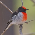 Red-capped-Robin-IMG_6052_DxO.jpg