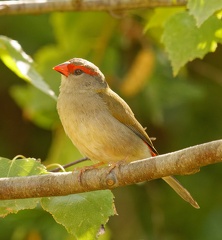 Red-browed-Finch-IMG 7657 DxO