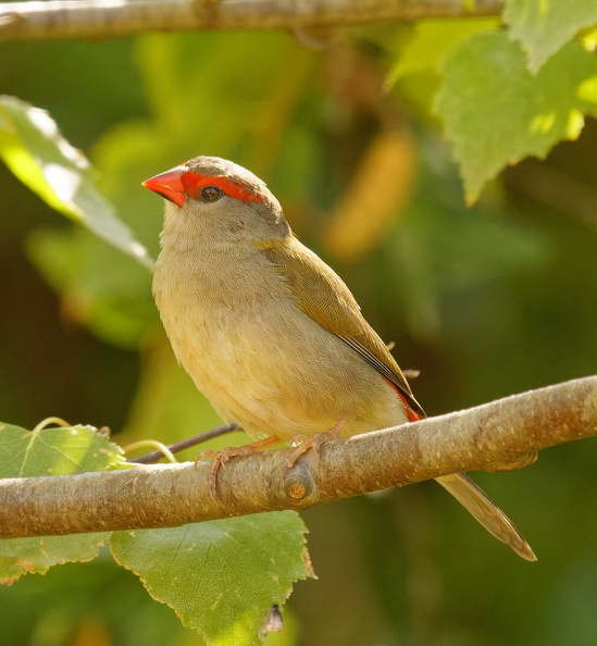Red-browed-Finch-IMG_7657_DxO.jpg
