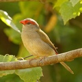 Red-browed-Finch-IMG 7657 DxO